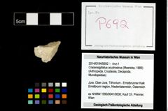 Foto (Objekt + Etikett) von Cracensigillatus acutirostrus (Moericke, 1889)  (NHMW-GEO-2014-0194-0692)